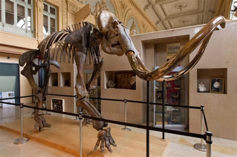 Woolly mammoth skeleton sells for $645K at auction