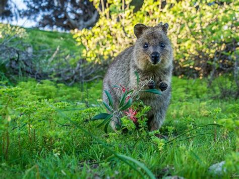 Meet the Quokka