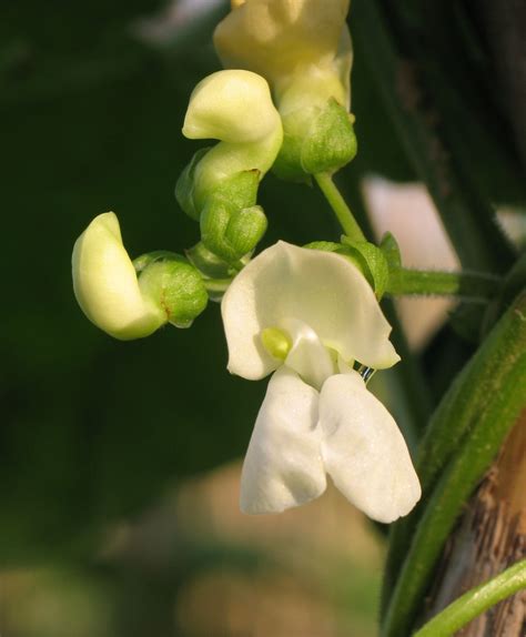 Phaseolus vulgaris (Common Bean) : MaltaWildPlants.com - the online ...