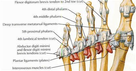 Gi Stink and You!: The Doctor's Office: Toe injuries