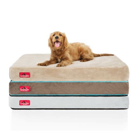 Brindle Orthopedic Memory Foam Dog Bed & Reviews | Wayfair