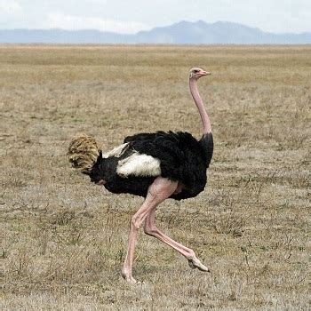 Ostrich Adaptations: Lesson for Kids | Study.com