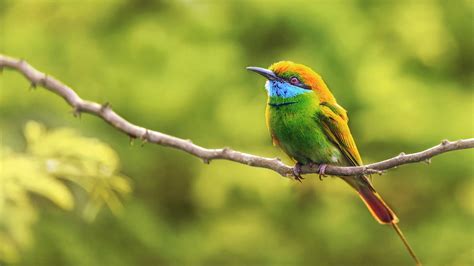 Green bee-eater Bird Is Standing On Plant Stalk In Blur Green ...