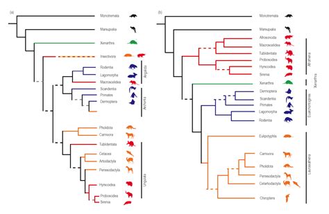 Mammalian Phylogenetic Tree Template | Phylogenetic tree, Tree templates, Templates