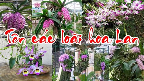 Tên các loài hoa Lan - PHONG LAN RỪNG | Nơi cung cấp tin tức về cây ...