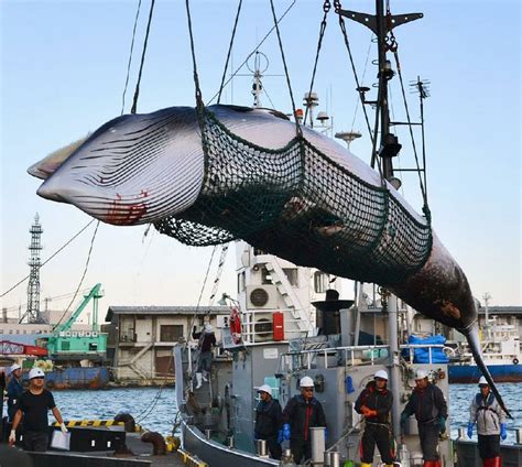 Japan to exit whaling agreement | The Arkansas Democrat-Gazette ...