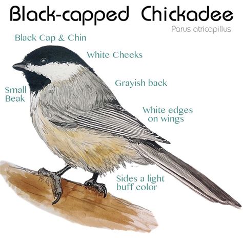 Id marking of the Black-capped Chickadee