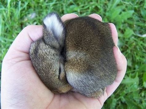 Baby bunny is sleeping - Teh Cute
