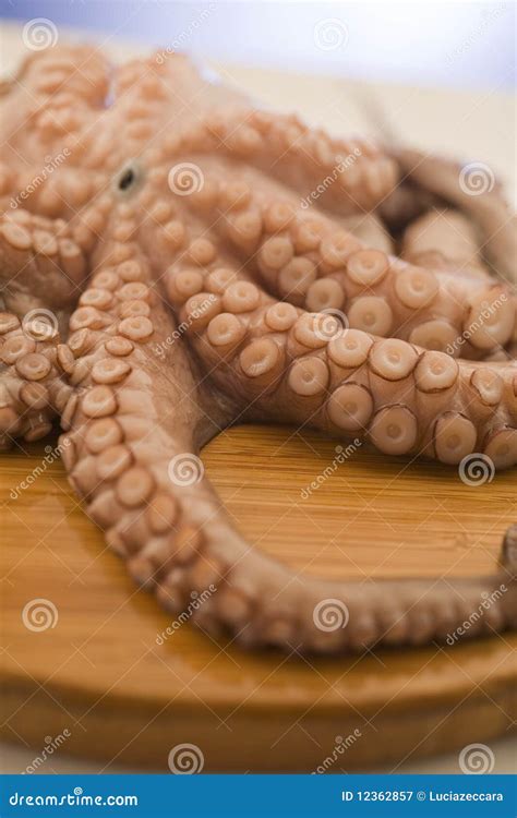 Fresh squid stock image. Image of kitchen, isolated, cooking - 12362857