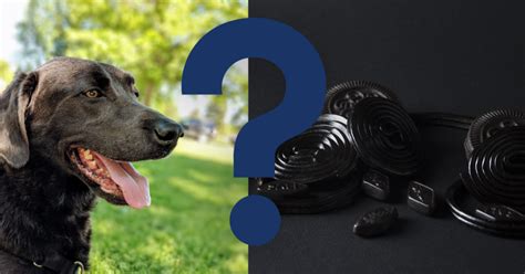 Can Dogs Eat Black Licorice? A Vet’s Summary - Vetnoms