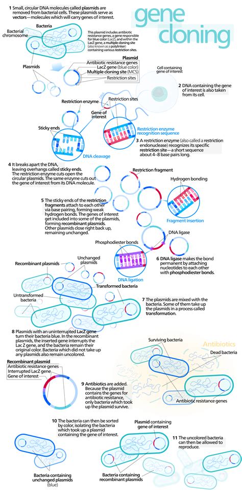 Molecular cloning - Wikipedia