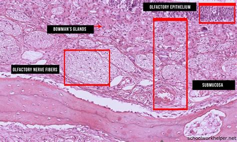 olfactory-muscosa-slide-labelled-histology | SchoolWorkHelper