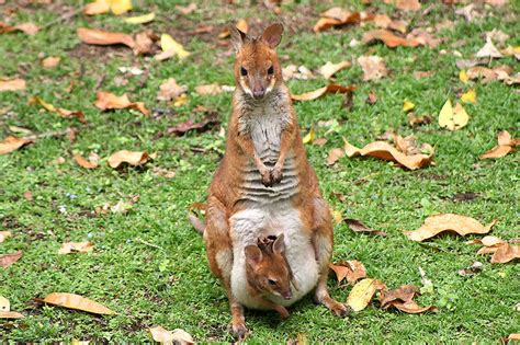 Red-legged Pademelon - Crater Lakes Rainforest Cottages - accommodation on the Atherton ...