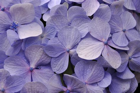 hydrangea, Petals, Close up Wallpapers HD / Desktop and Mobile Backgrounds