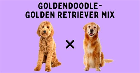 Goldendoodle Golden Retriever Mix: Ultimate Breed Guide