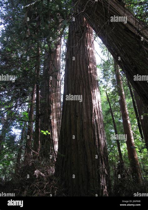 Redwood Trees, Muir Woods, California Stock Photo - Alamy