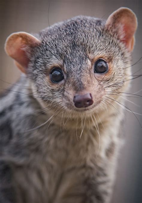 Chester Zoo is home to a record 35 thousand animals | Shropshire Star