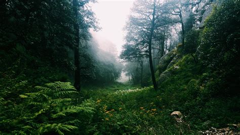 Expose Nature: A Lush Himalayan Forest - Between Billing and Baragaram ...