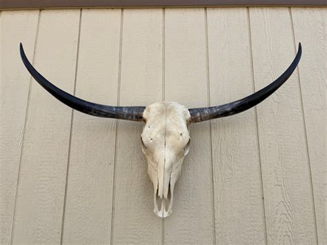 Longhorn Steer Skull With 3 Feet 5 INCH Wide Polished Horns Cow Bull ...