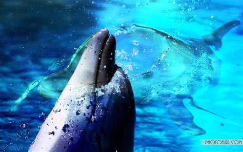 🔥 [50+] Free Animated Dolphin Screensavers Wallpapers | WallpaperSafari