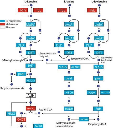 Metabolic reconstruction of the leucine, valine and isoleucine... | Download Scientific Diagram