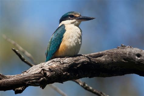 sacred kingfisher | BIRDS in BACKYARDS