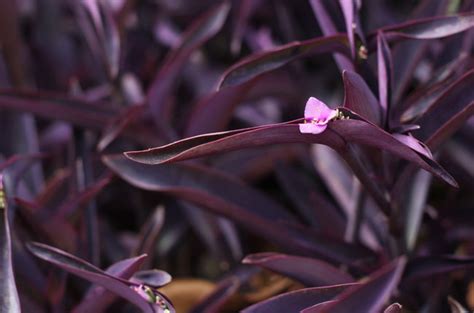 PURPLE QUEEN Heirloom Ground Cover Live Tropical Plant - Etsy