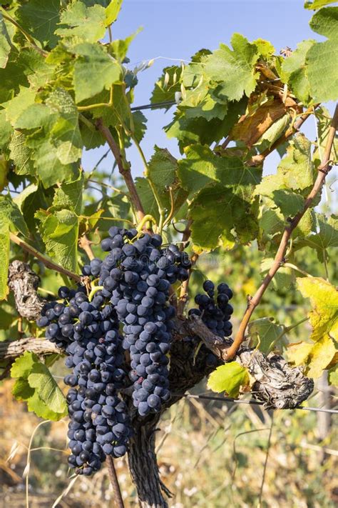 Typical Vineyard with Blue Grapes Near Chateauneuf-du-Pape, Cotes Du ...