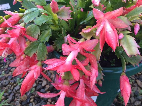 Zygocactus Schlumbergera (Common Name – Mixed Colours) 125mm Pot | Dawsons Garden World