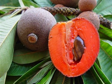 Caribfruits - Sapote / Fruits des Antilles | Sapote, Mamey, Exotic fruit