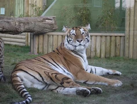 Grab half price tickets at Lincolnshire Wildlife Park for Tiger Day! - Lincolnshire Live