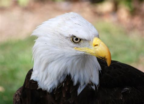 Bald eagle stock image. Image of baldeagle, wings, head - 91755915