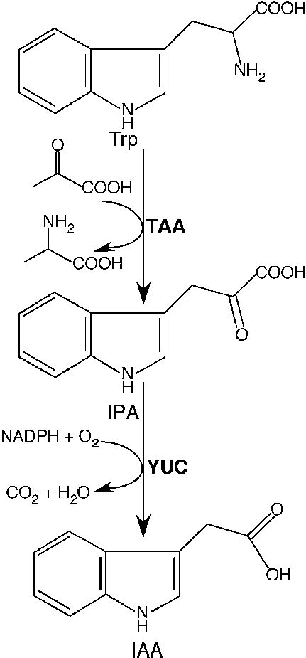 The Tryptophan-Dependent Auxin Biosynthesis Pathway. | Download Scientific Diagram