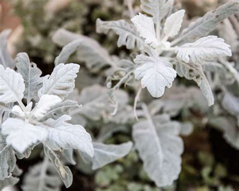 8 Stunning Dusty Miller Varieties That Will Add Elegance to Your Landscape