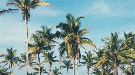 vsco aesthetic palm tree background | Tree desktop wallpaper, Ipad mini wallpaper, Summer ...