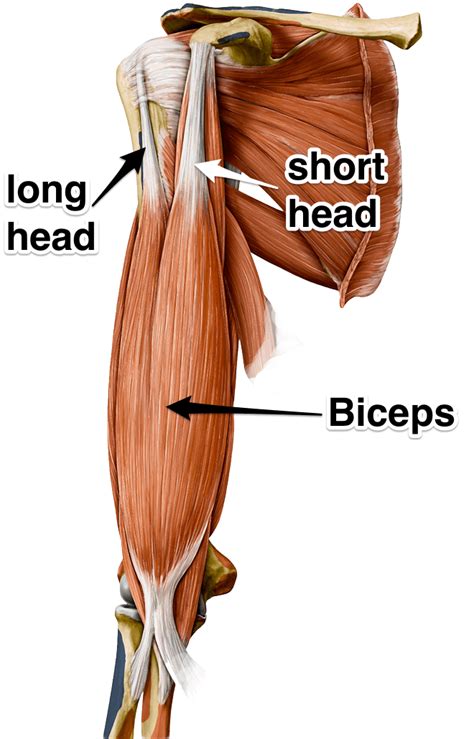 The Biceps Brachii Muscle - Yoganatomy