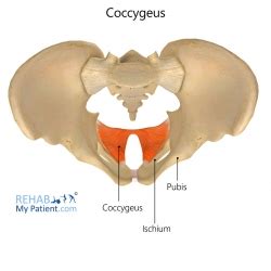 Pelvis articles | Rehab My Patient