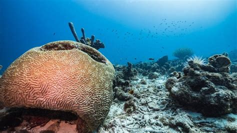 The 10 Best Places to Go Snorkeling in Curaçao | Celebrity Cruises