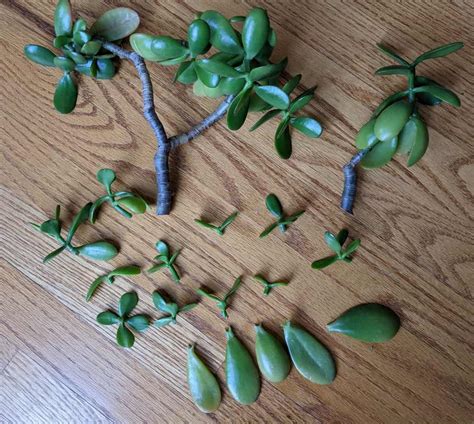 Jade Plant Propagation: How to Multiply Your Jade Plant