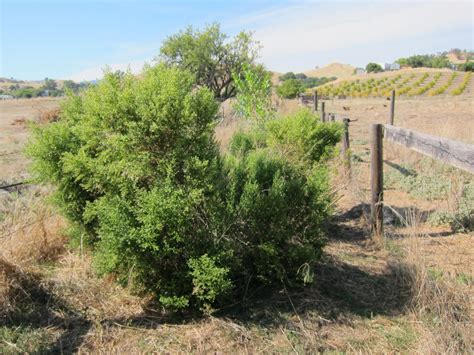 Castle Rock Farm: California Native Plants: Coyote Bush