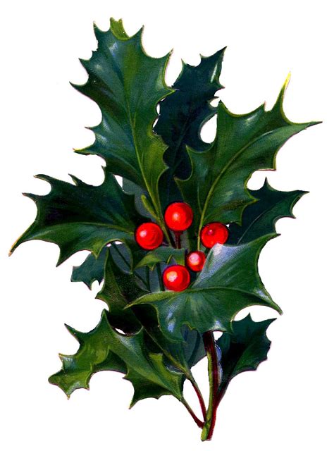 Holly-berries clipart 20 free Cliparts | Download images on Clipground 2024