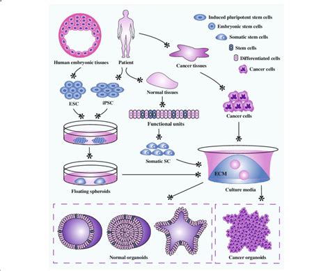 Efficient Differentiation Of Mouse Embryonic Stem Cells