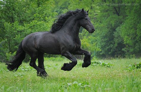 Friesian Horse Wallpapers - Top Free Friesian Horse Backgrounds - WallpaperAccess