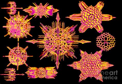 Radiolarians Photograph by Scott Camazine | Fine Art America