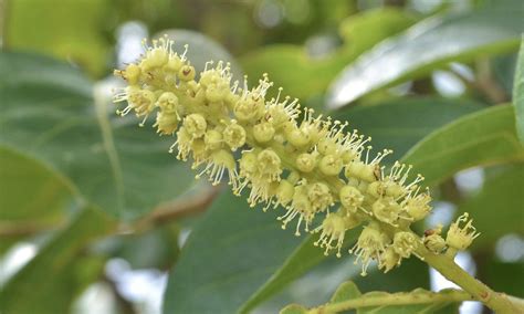 Haritaki (Terminalia chebula) Extract Sold by Linden Botanicals