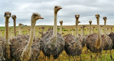 Ostrich Fact Sheet | Blog | Nature | PBS
