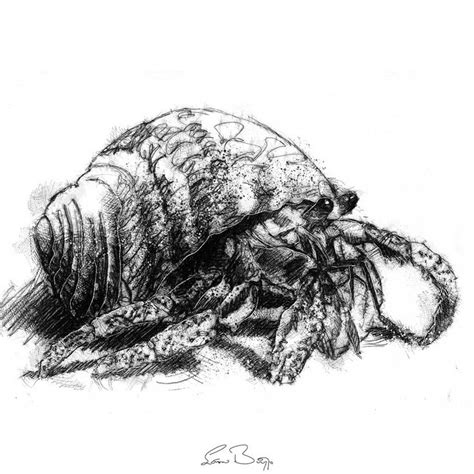 Original Hermit crab sketch | SeanBriggs | Crab illustration, Sketch a ...