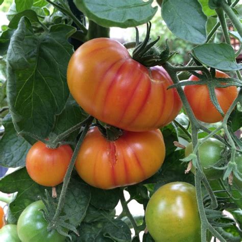 Tomato Varieties, Types of Tomatoes, Heirloom Tomatoes