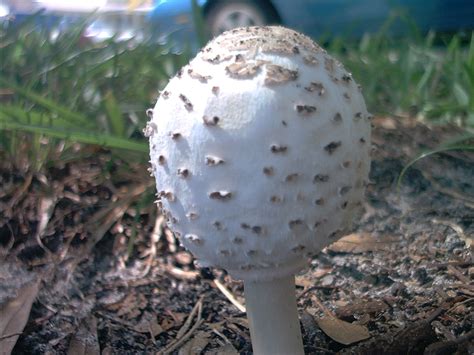 Chlorophyllum molybdites - Mushroom Hunting and Identification - Shroomery Message Board