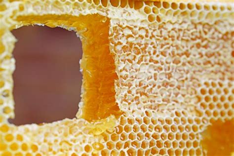 Harvesting Honey from Bees | Beekeeping 101 | The Old Farmer's Almanac